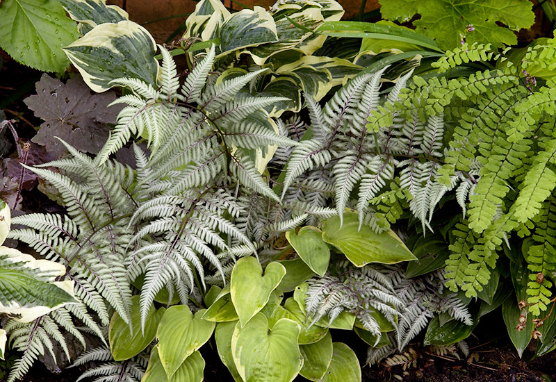 Japanese painted ferns and hostas in a shade garden: Japanese painted ferns add texture to shade gardens and make a great companion to hostas.