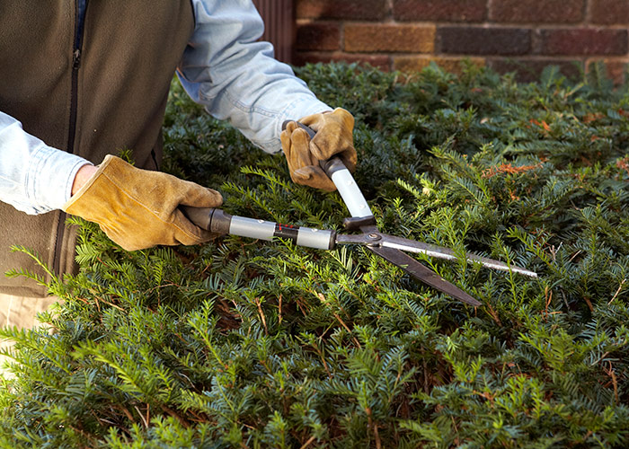 Hedge-Shears: Hedge shears make shaping evergreens easy by snipping many stems at once.
