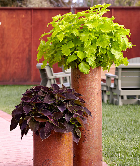How-to-grow-coleus-tall-container:  Get the look of a standard coleus without the work of training it by growing plants in tall, narrow pots.