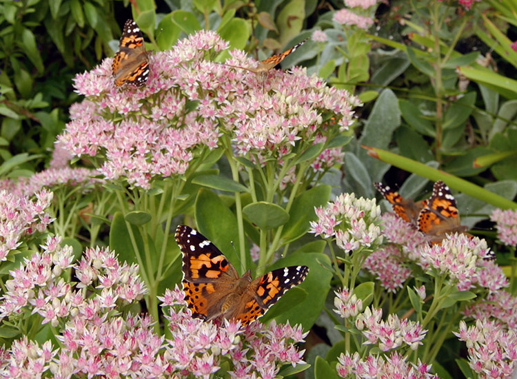 Common-backyard-butterflies-Painted-lady-lead: Painted lady butterflies love sedums! Find out which other butterflies are visiting your garden and how to bring more of them in.