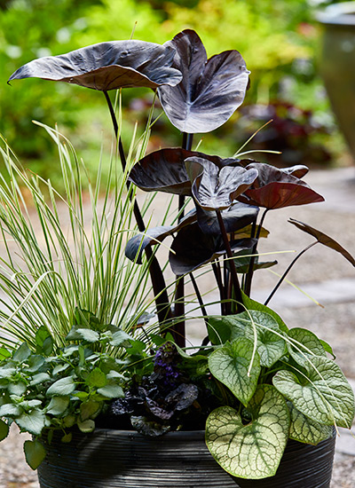 Black Magic elephant ear: This dark foliage of 'Black Magic' elephant ear makes a great thriller in a container planting.
