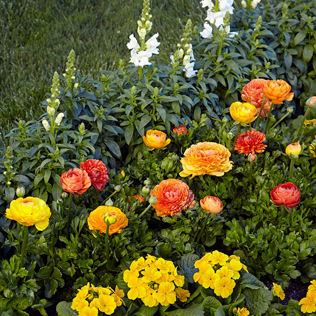 Spring garden bed with Ranunculus: Frilly foliage adds a ruffled texture between the white snapdragons and yellow primrose.