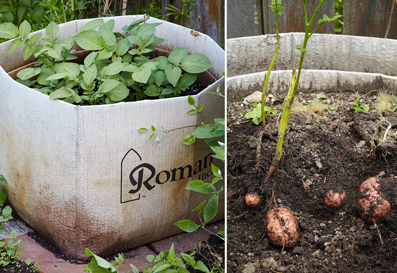 how-to-grow-potatoes-in-a-box2: Pull the side of the box away and you can see your potato harvest.