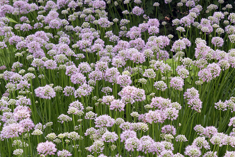 Summer Beauty Allium: ‘Summer Beauty’ allium forms clumps similar to chives.