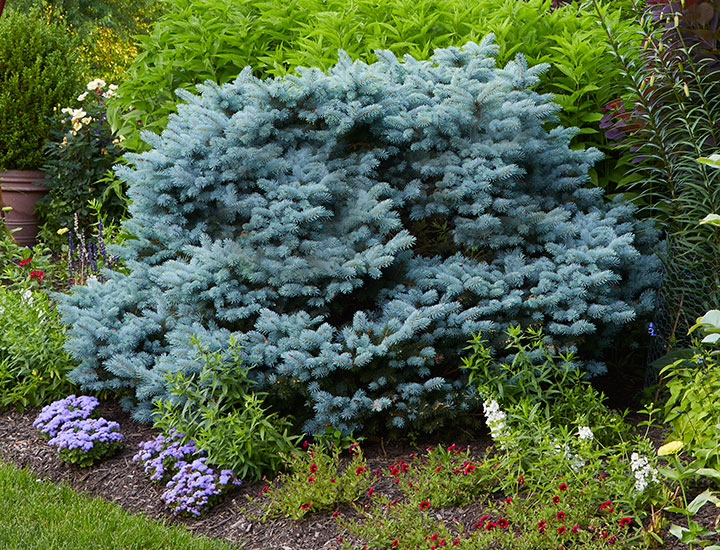 Foundation-plants-by-shape-dwarf-blue-spruce-globiosa-round: This ‘Globosa’ dwarf blue spruce has a round habit.