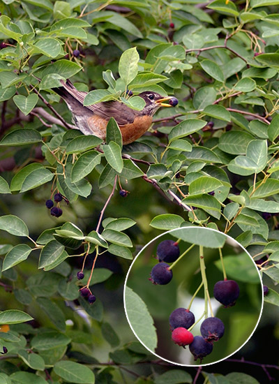 Serviceberry (Amelanchier arborea)