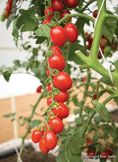 Tasti-Wee® tomato (Solanum lycopersicum)
