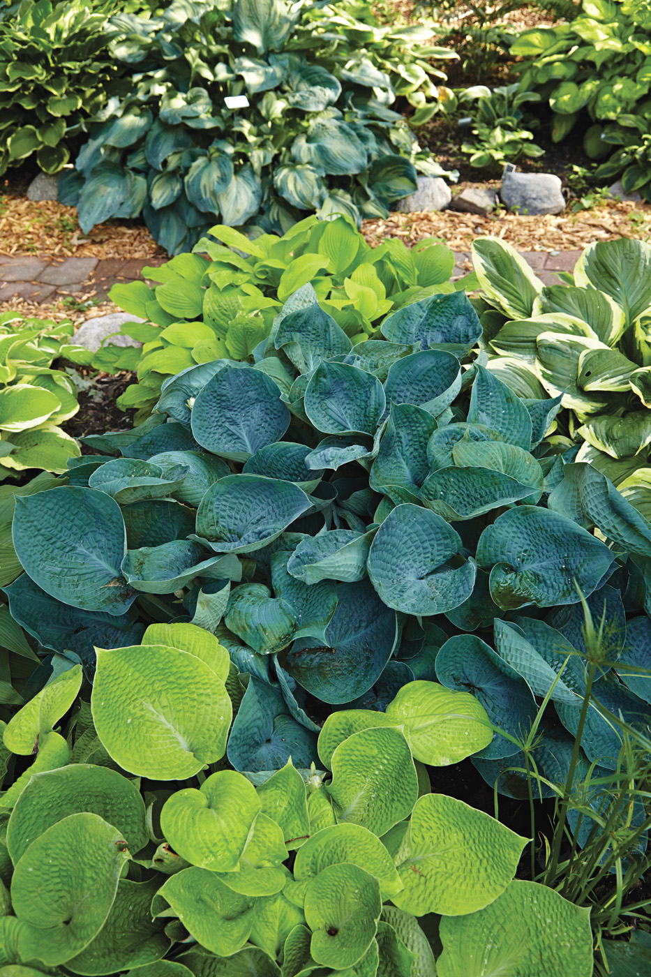 GG187 TP 02 gaif1296 Abiqua Drinking Gourd blue Hosta by Jack Coyier