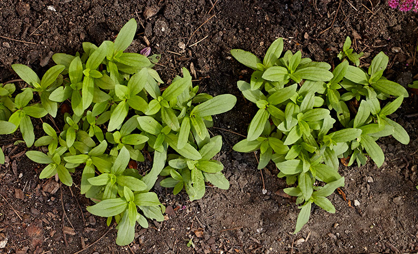 how-to-transplant-seedlings-in-the-garden-seedlings-too-dense: These tight clumps of zinnia seedlings won't create an evenly covered garden bed.