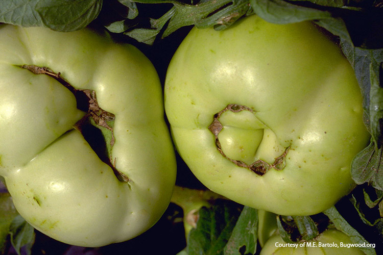 Tomato-problems-catfacing: A late cold snap can cause catfacing.