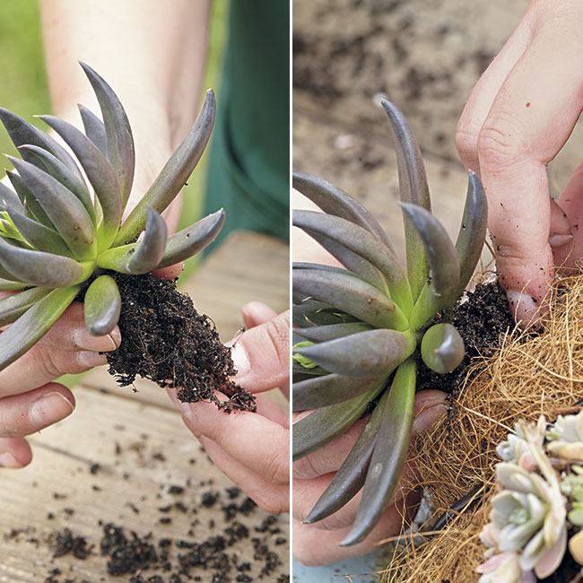 add-plants-through-inserts: If the potting mix falls apart, like it did for this echeveria (*Echeveria* hybrid), just slip the roots into the prepared hole right away so they don’t dry out.