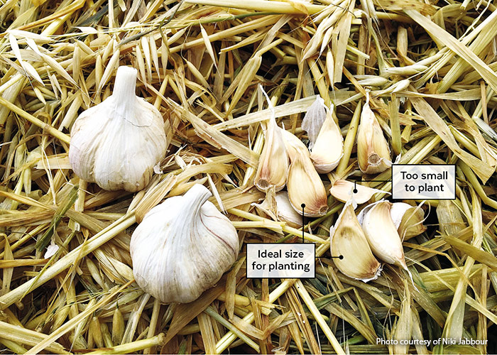 Comparison of garlic clove size for planting: For big bulbs, garlic is best planted in autumn, about four to six weeks before the first expected frost. Break apart the cloves and sort them — the biggest for planting and the rest for the kitchen.