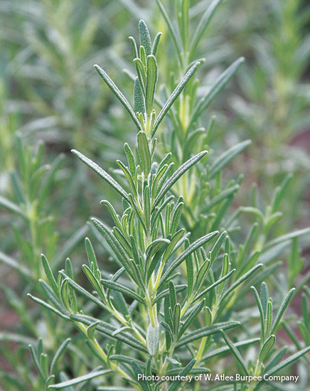Rosemary plant:‘Arp’ is one of the most cold-hardy rosemary cultivars.