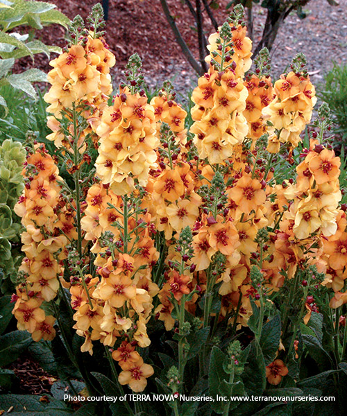 Mullein: ‘Honey Dijon’ mullein: ‘Honey Dijon’ mullien pictured here displays shades of peach and gold flowers.