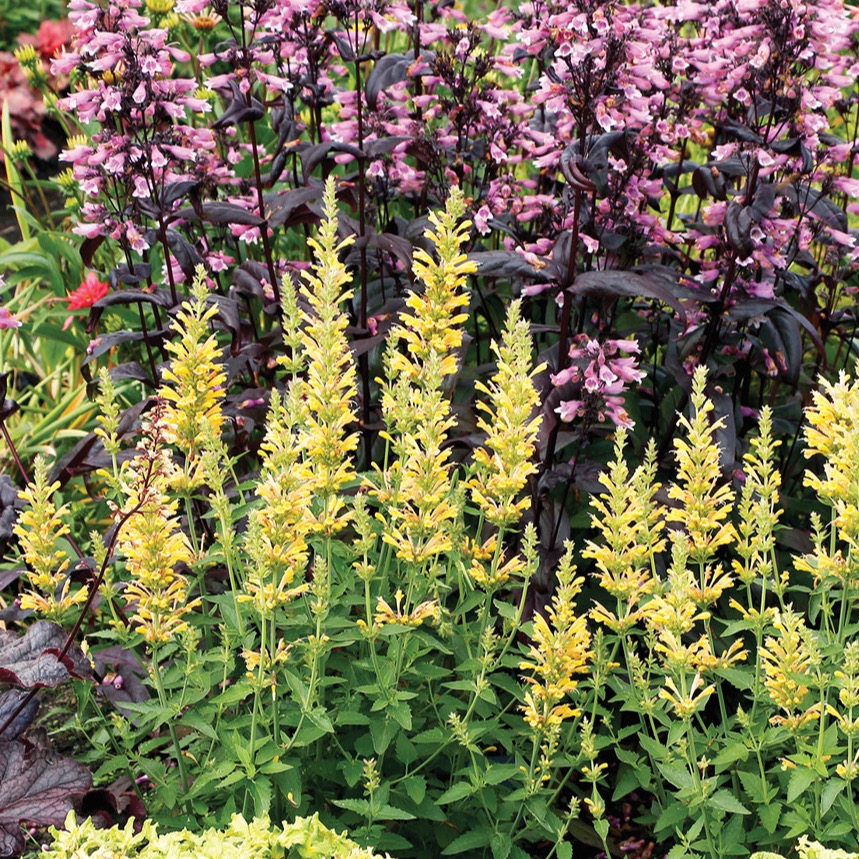 GG187 AG 08 Agastache-Poquito-Butter-Yellow-12 courtesy of TERRA NOVA nurseries: Courtesy of TERRA NOVA nurseries