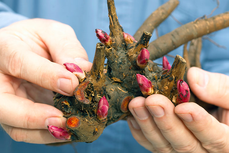 Growing-Peonies-tubers-with-eyes: Bare-root plants with three or more eyes settle in better and produce strong growth.