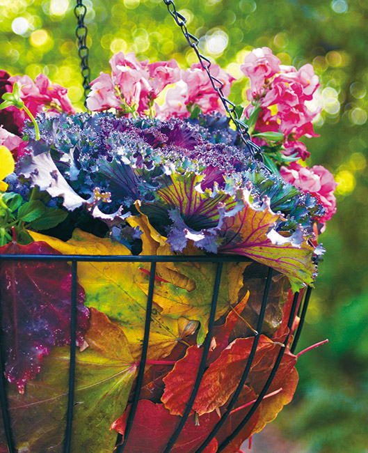 add-fall-color-to-hanging-basket-lead tall: Tuck fall leaves between the liner and the basket to make a colorful fall hanging basket for your late-season garden.