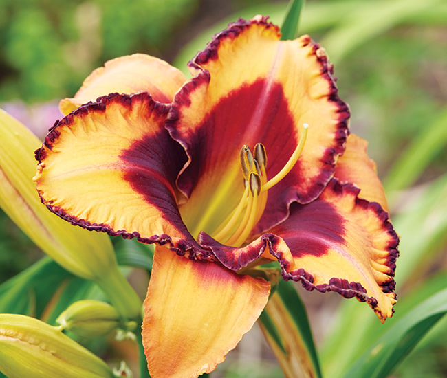 Blazing glory daylily: 'Blazing Glory' has big flowers and lots of them so your borders will stay colorful in summer.