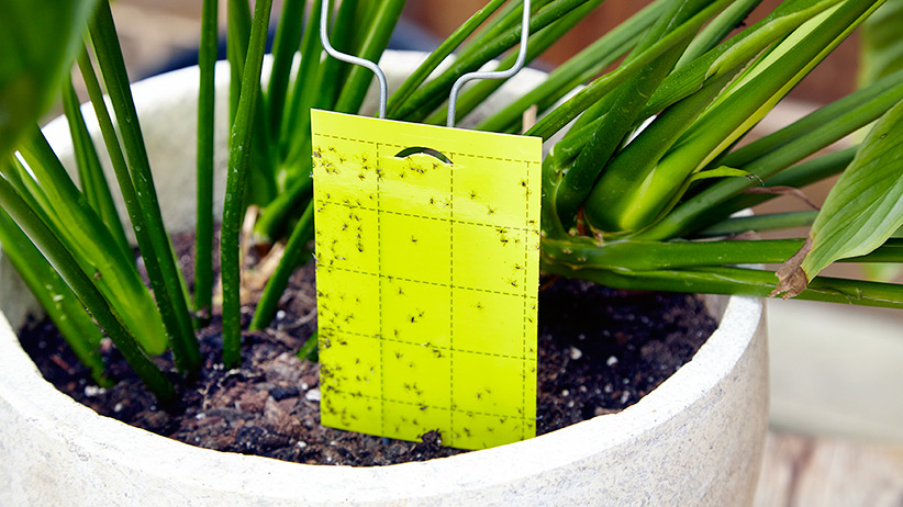 Yellow sticky trap for fungus gnats in a houseplant pot: Yellow sticky traps can help control adult fungus gnats.