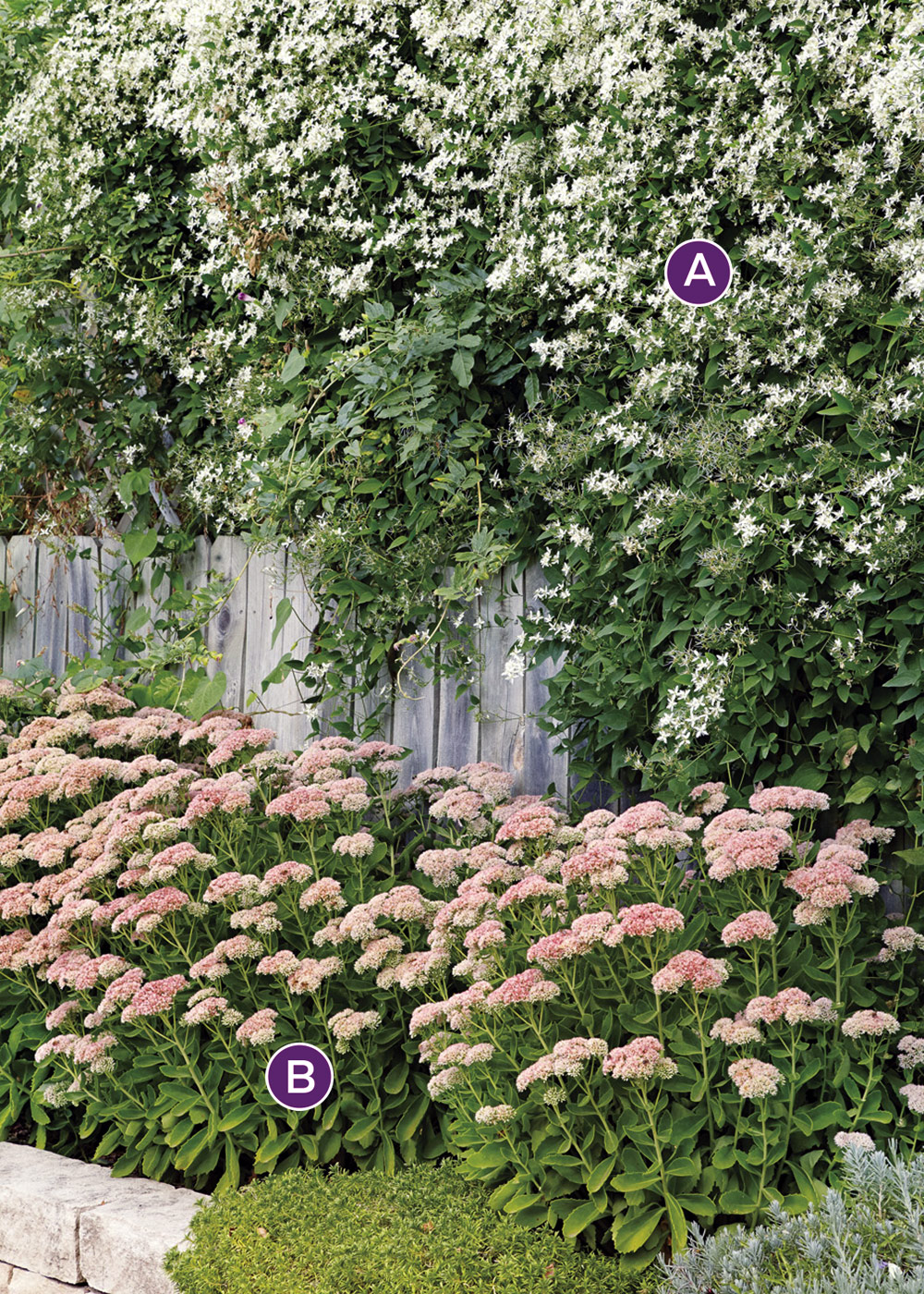 GG155 sedum-clematis edit Labelled: This easy fall combination combines classic 'Autumn Joy' sedum with vining sweet autumn clematis.