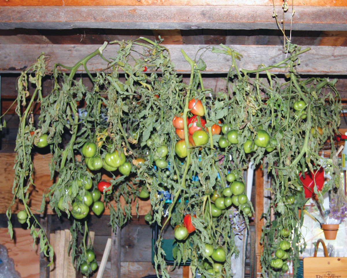 GG161 Tips 3: Karen cuts the vines, takes them to her shed and hangs them upside down from the rafters.