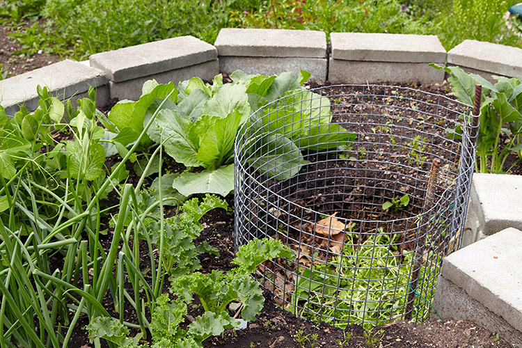 Keyhole garden bed and compost basket:Soil will settle during the growing season and you can add more after you clean up the garden in fall or in early spring before planting.