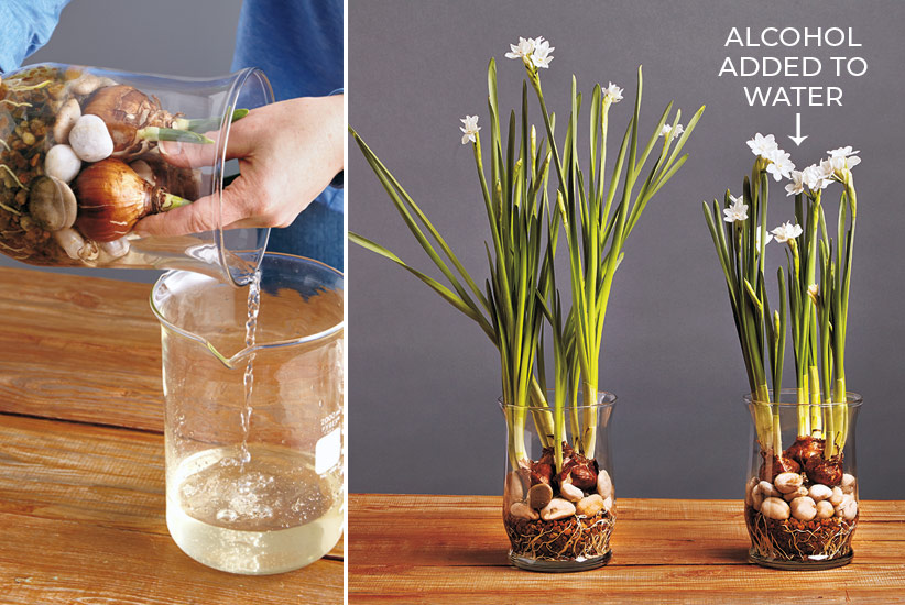 forcing-paperwhites-how-to-keep-from-flopping-tip: This simple tip will help keep your paperwhite daffodils from flopping over.