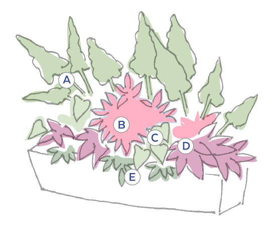 Sophath Toun container plan:  Illustrated planting plan for Sophath Toun's front yard trough.