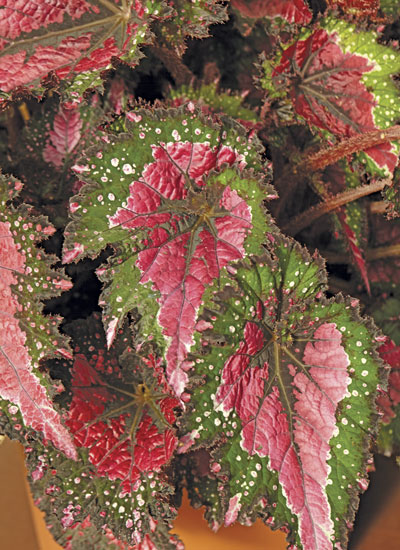 Jurassic™ Watermelon Rex begonia (Begonia hybrid)