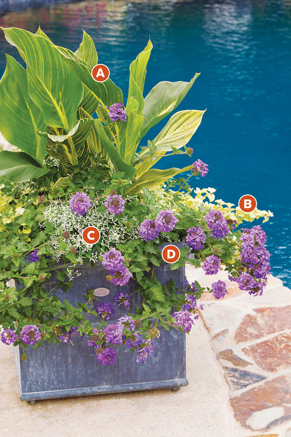G1911 tropical-container-with-canna-and-verbena-lettered:Bright foliage and purple blooms have a calming effect in this summer planting.