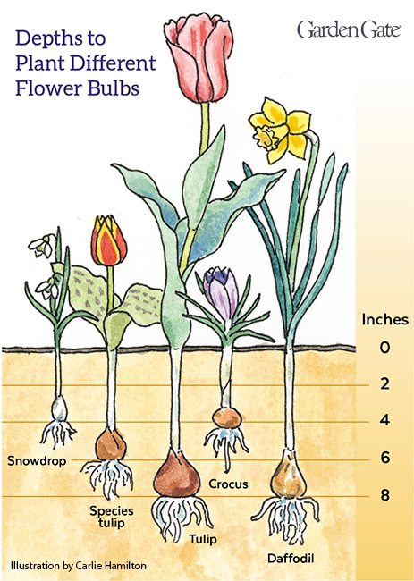 Flower bulb planting depths illustration from Garden Gate