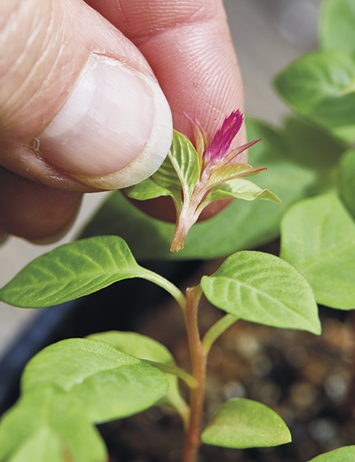 Pinch out the center stem:Pinch out the center stem so plants will branch more and you’ll have lots of flowers.