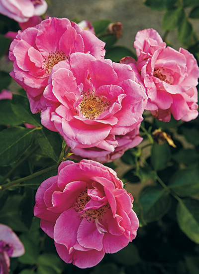 Shrub rose (Rosa hybrids)