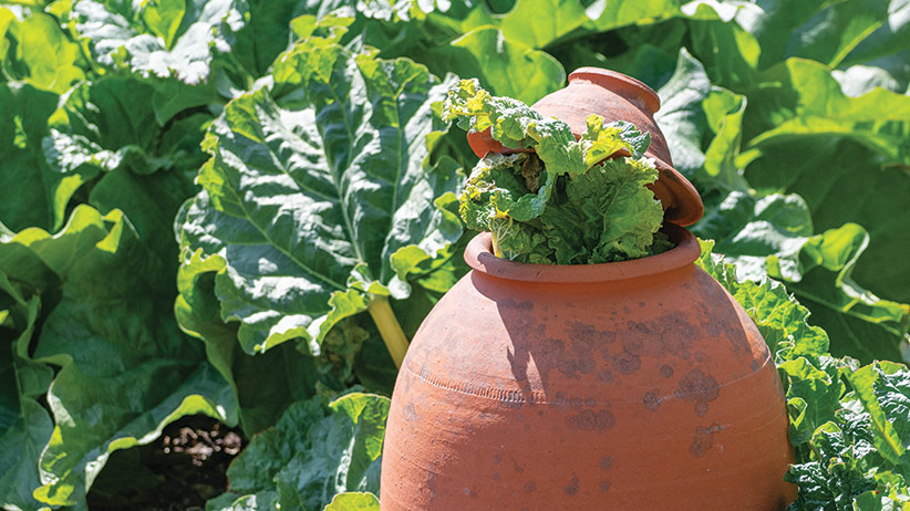 Rhubarb forcing pot pv: Using a forcing pot in early spring will give you an earlier rhubarb harvest