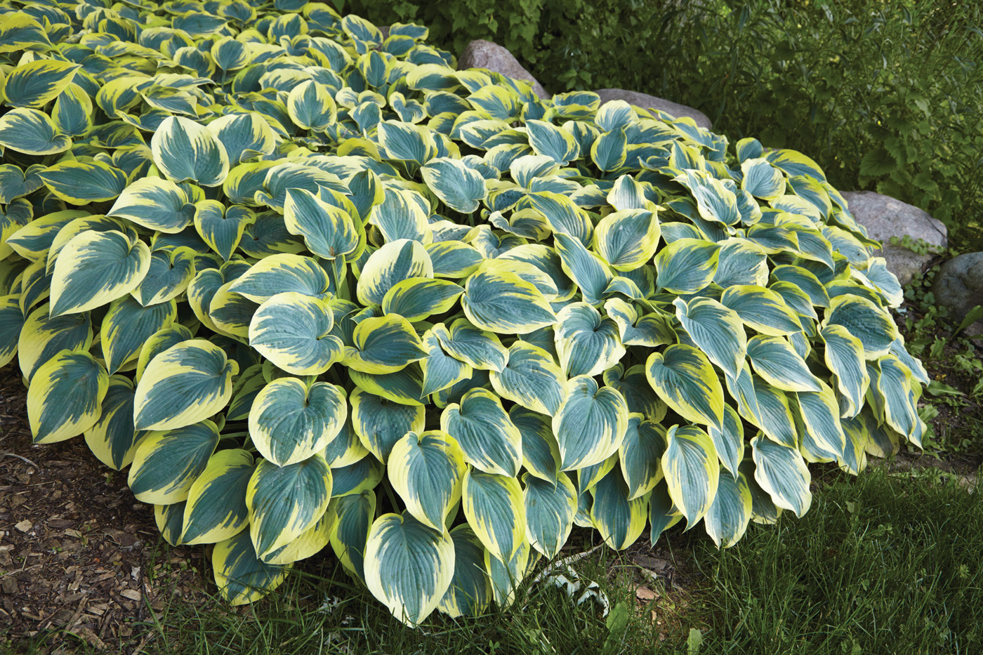 GG187 TP 09 gajh0073 'First Frost' Hosta photo by Jack Coyier