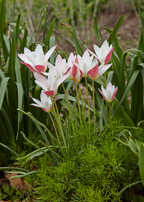‘Lady Jane’ lady tulip: ‘Lady Jane’ lady tulips have unique striped blooms.