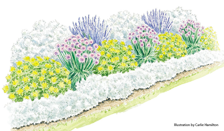 Millenium allium summer border plan: Repeating colors like this silver snow-in-summer and artemisia helps tie the planting together.