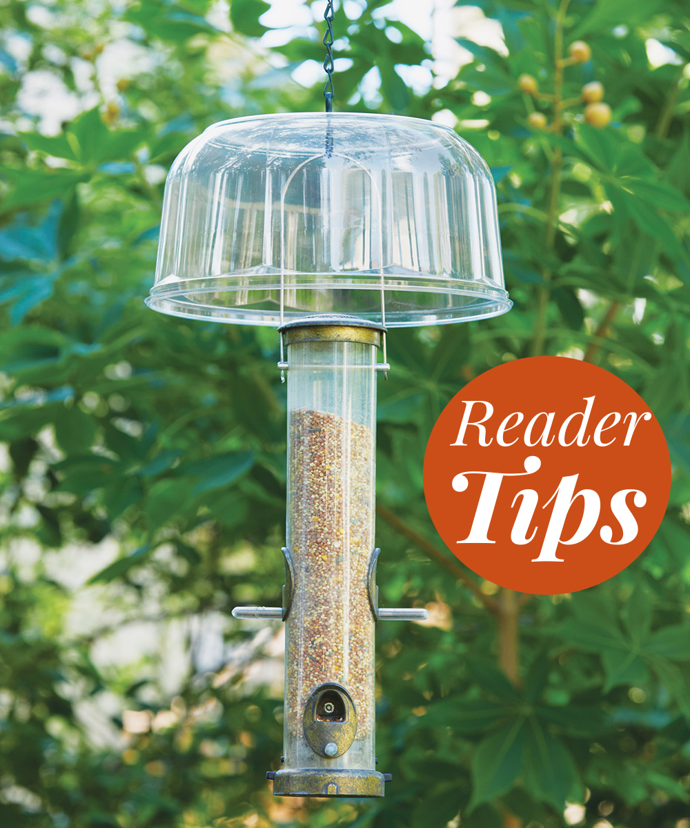 GG167-tips-baffle lead-logo: This reader came up with a clever way to keep squirrels out of their feeder upcycling a disposable plastic cake topper.