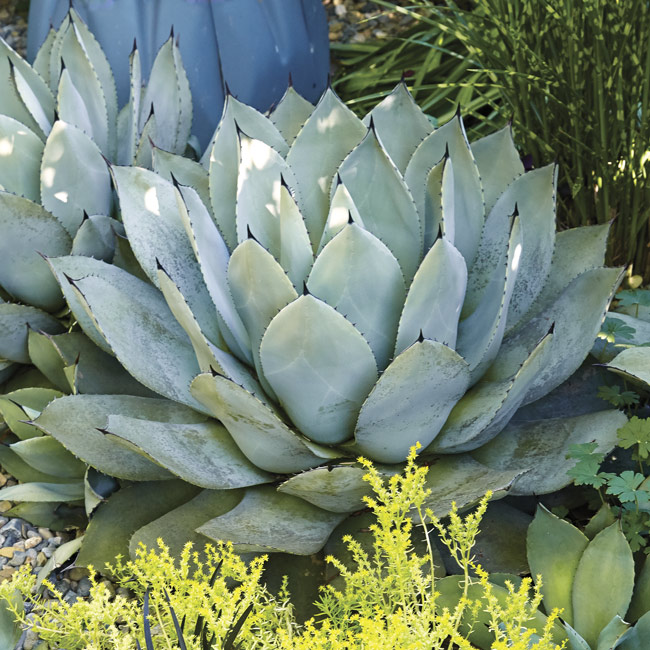 Parrys agave: Parry's agave is a sun-loving tender perennial.