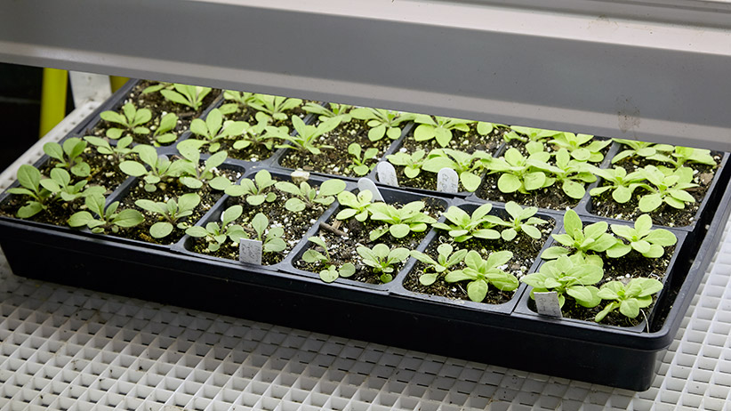 how-to-harden-off-plants-seed-tray: These seedlings are used to even temperatures and lots of light. They’ll need time to get adjusted to outdoor life.