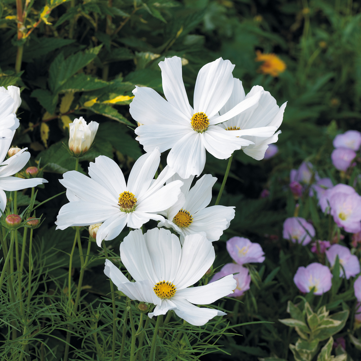 GG106 23f02 Sonata White Cosmos: Cosmos are a classic cut flower, but 'Sonata White' is a standout cultivar that the butterflies will also love.