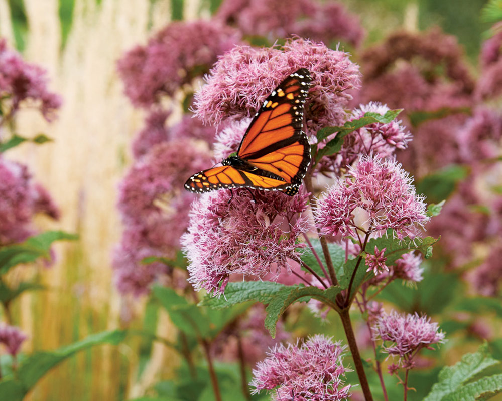 GG155 monarch-on-joe-pye-weed: Joe-pye weed is an important late-season nectar source for pollinators like migrating monarch butterflies.
