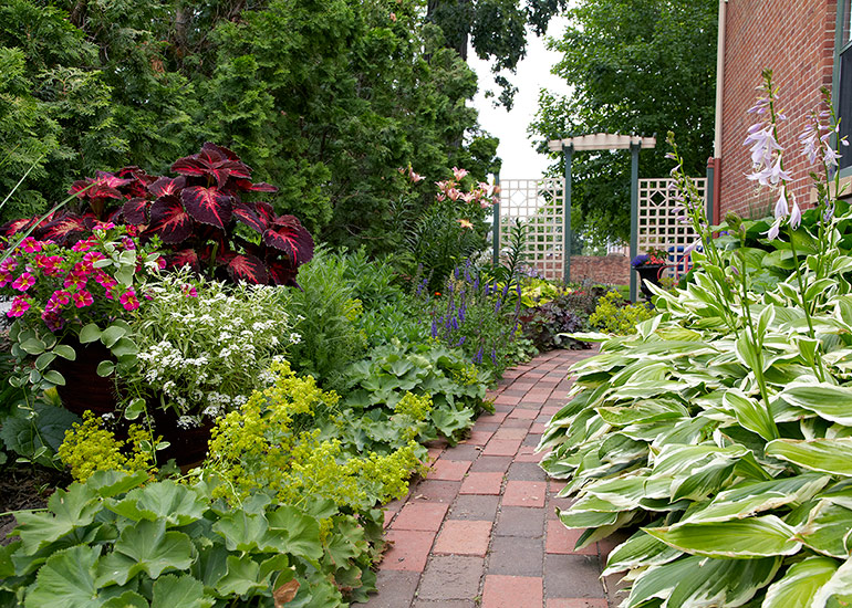 Lady's mantle, hosta and coleus plants along a brick walkway: Echoed by the light green of the hosta foliage across the brick path, a row of chartreuse lady's mantle invites you to stroll serenely through this side yard flower bed. 