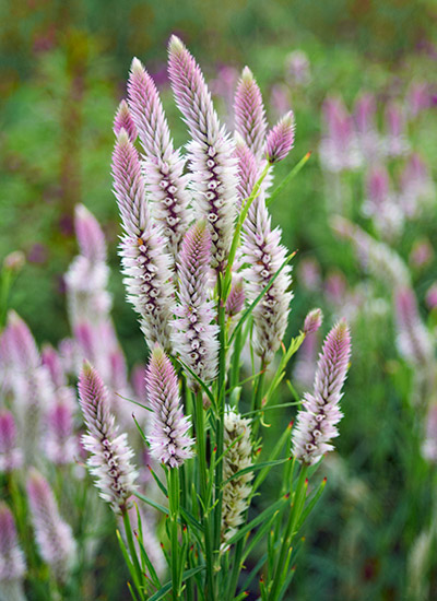 Wheat celosia (Celosia spicata ‘Pink Candle’)