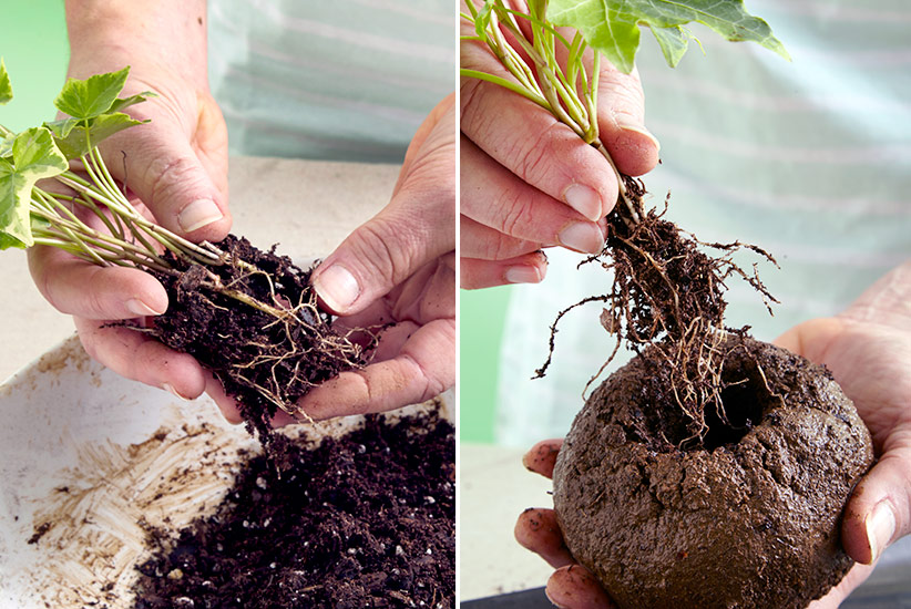how-to-make-kokedama--remove-soil-plant-in-ball: Gently remove potting mix from around the roots of your plant before adding to the soil ball.