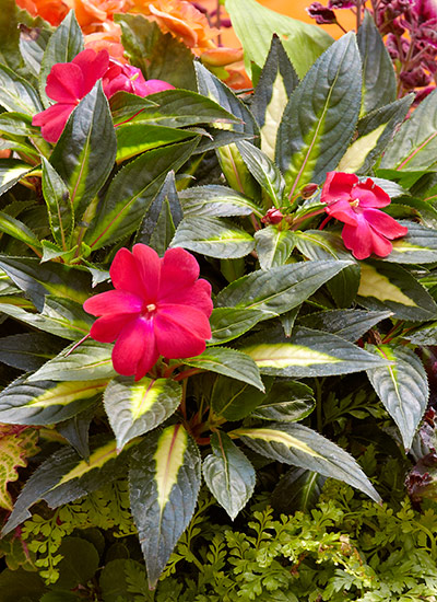 Best-container-plants-New-Guinea-Impatiens: New Guniea impatiens are perfect for patio containers, and you don't even have to deadhead them to keep them looking great!
