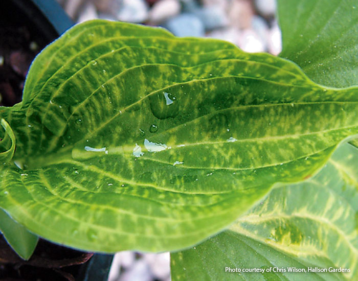hosta-troubles-hosta-virus-x: Leaf mottling, twisting and puckering can be signs of hosta virus x.