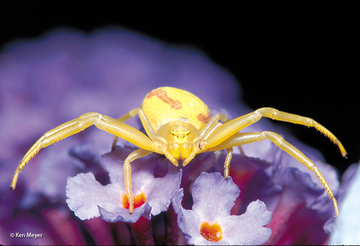 garden spider crab spider by Ken Meyer: Depending on the species, crab spiders may hunt on the ground, among leaf litter or on plant leaves, stems or flowers. 