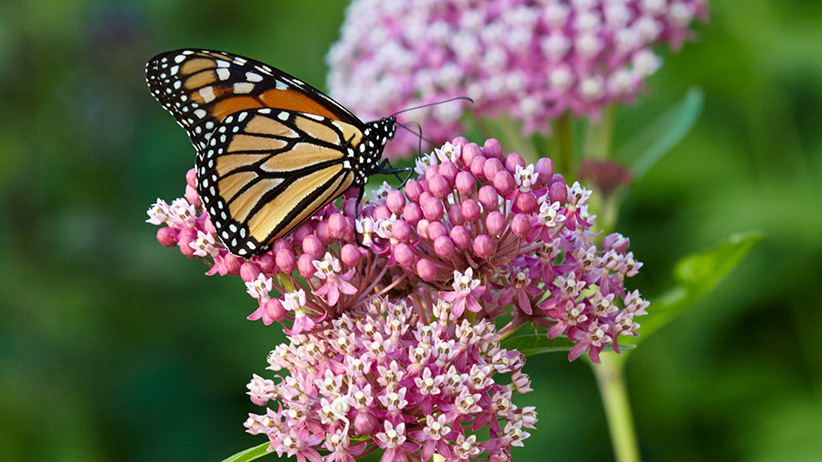 Monarch butterfly on swamp milkweed: Monarch butterflies use different types of milkweed, like this swamp milkweed, as their host plant.