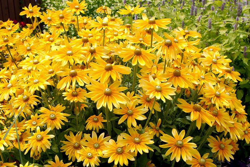 Gloriosa daisy (Rudbeckia hirta ‘Prairie Sun’)